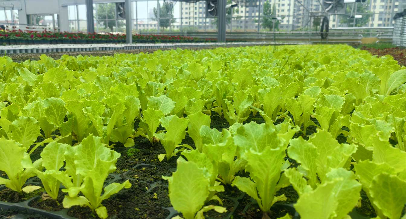 自治區綠色優質果蔬展銷中心psd-恢復的_27.jpg 自治區綠色優質果蔬展銷中心psd-恢復的_27.jpg